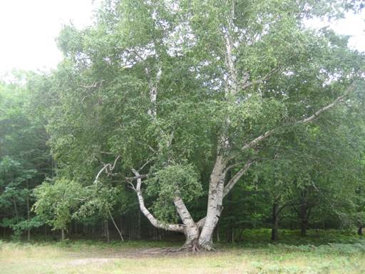 Description: D:\Photos\2010\2010-08-18\IMG_1757.JPG